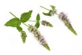 Peppermint flowers and leaves isolated on white