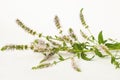 Peppermint flowers on a white background - Mint branch