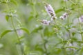 Flowering period of peppermint. Close-up.