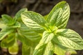 Peppermint grows in the garden. Green leaves of fragrant mint. Young mint bush. Royalty Free Stock Photo