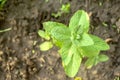 Peppermint grows in the garden. Green leaves of fragrant mint. Young mint bush. Royalty Free Stock Photo