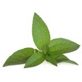 Peppermint Herb Royalty Free Stock Photo