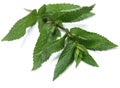 Peppermint herb Royalty Free Stock Photo