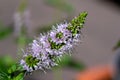 Peppermint herb flower blossoms macro