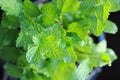 peppermint herb ,green mint plant in vegetable garden. Royalty Free Stock Photo