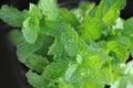peppermint herb ,green mint plant in vegetable garden. selective focus Royalty Free Stock Photo