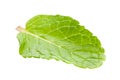 Peppermint herb leaf Royalty Free Stock Photo