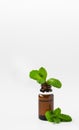 isolated glass bottle with aromatic oil and a sprig of mint on a white background