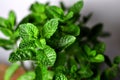 Peppermint Herb Royalty Free Stock Photo