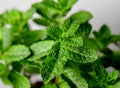 Peppermint Herb Royalty Free Stock Photo