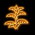peppermint herb neon glow icon illustration Royalty Free Stock Photo