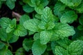 Peppermint herb or vegetables in the garden The plant is useful Royalty Free Stock Photo