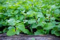 Peppermint herb or vegetables in the garden The plant is useful Royalty Free Stock Photo