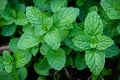 Peppermint herb or vegetables in the garden The plant is useful Royalty Free Stock Photo