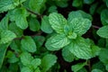 Peppermint herb or vegetables in the garden The plant is useful Royalty Free Stock Photo