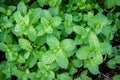 Peppermint herb or vegetables in the garden The plant is useful Royalty Free Stock Photo