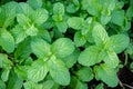 Peppermint herb or vegetables in the garden The plant is useful Royalty Free Stock Photo