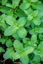 Peppermint herb or vegetables in the garden The plant is useful Royalty Free Stock Photo