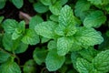 Peppermint herb or vegetables in the garden The plant is useful Royalty Free Stock Photo