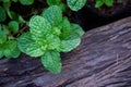 Peppermint herb or vegetables in the garden The plant is useful Royalty Free Stock Photo