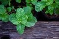 Peppermint herb or vegetables in the garden The plant is useful Royalty Free Stock Photo