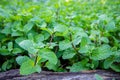 Peppermint herb or vegetables in the garden The plant is useful Royalty Free Stock Photo