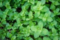 Peppermint herb or vegetables in the garden The plant is useful Royalty Free Stock Photo