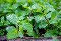 Peppermint herb or vegetables in the garden The plant is useful Royalty Free Stock Photo