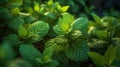 A close up of Peppermint plant in plantation