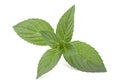 Peppermint leaf colseup on white