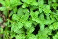 Peppermint leaf on plant - Fresh green mint leaves in garden herbs and food ingrowing at vegetable garden Royalty Free Stock Photo