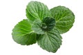 Peppermint leaves Mentha piperita, paths Royalty Free Stock Photo