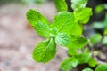 Peppermint leaves are plants that are good for health