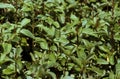 Peppermint, mentha piperita Royalty Free Stock Photo