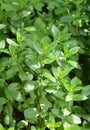 Peppermint (Mentha piperita) is a hybrid species of mint, a cross between watermint and spearmint. Fresh green leaves of Royalty Free Stock Photo