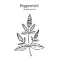 Peppermint Mentha piperita with leaves and flowers Royalty Free Stock Photo
