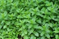 Peppermint (Mentha piperita) plants textured background top view. Fresh green leaves of peppermint. Royalty Free Stock Photo