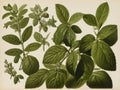 Peppermint (Mentha piperita)