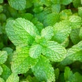 Peppermint or Mentha x piperita Royalty Free Stock Photo