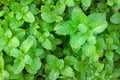 Peppermint or Mentha x piperita Royalty Free Stock Photo