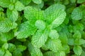 Peppermint or Mentha x piperita Royalty Free Stock Photo