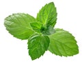 Peppermint mint m. piperita leaves, paths Royalty Free Stock Photo