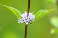 Peppermint, pennyroyal with flower Royalty Free Stock Photo