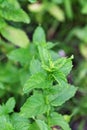 Peppermint Plant Royalty Free Stock Photo