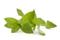 Peppermint plant Royalty Free Stock Photo