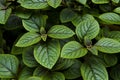 Peppermint plant Royalty Free Stock Photo