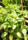 Peppermint plant