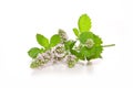 Peppermint plant . Royalty Free Stock Photo