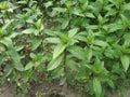 peppermint plant (Mentha piperita