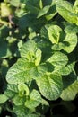 Peppermint plant, Mentha spicata, organically grown for aromatherapy and homeopathy natural medicine